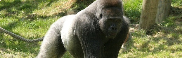 Gorillas in Captivity