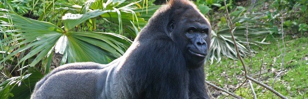 Gorilla Habitat
