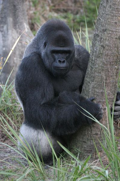 Amazing Silverback Gorilla
