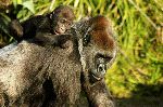 An Infant Western Lowland Gorilla Riding On Mother