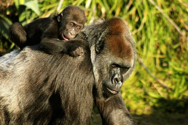 An Infant Western Lowland Gorilla Riding On Mother