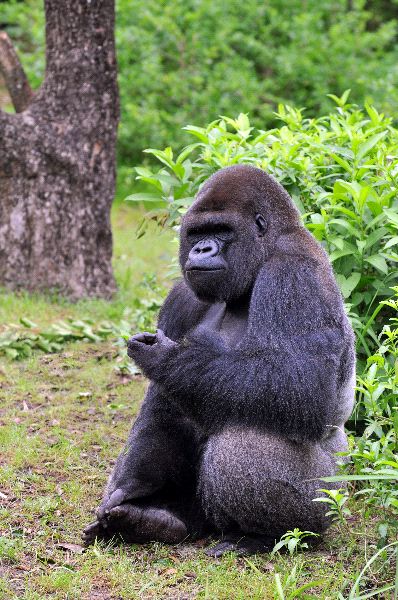 Gorilla Sitting And Eating