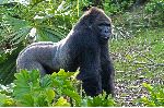 Grinning Gorilla