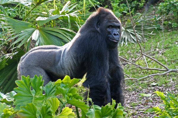 Grinning Gorilla