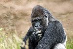 Male Gorilla Eating Grass