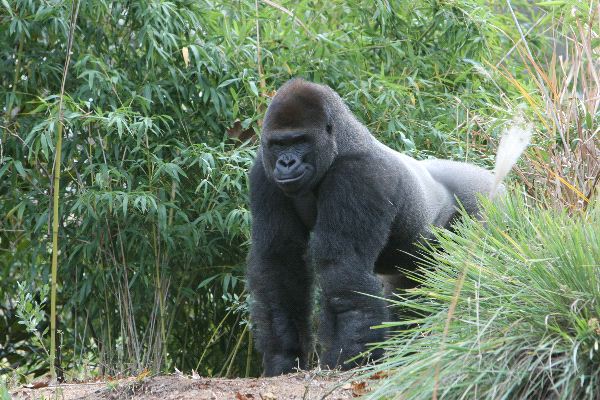 Male Gorilla In African Forest