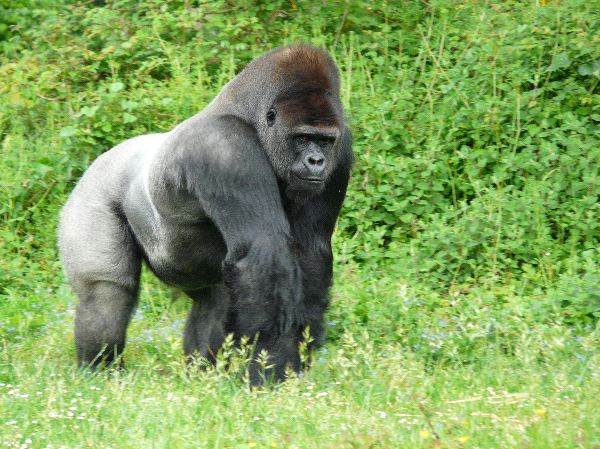 Image result for silverback gorilla