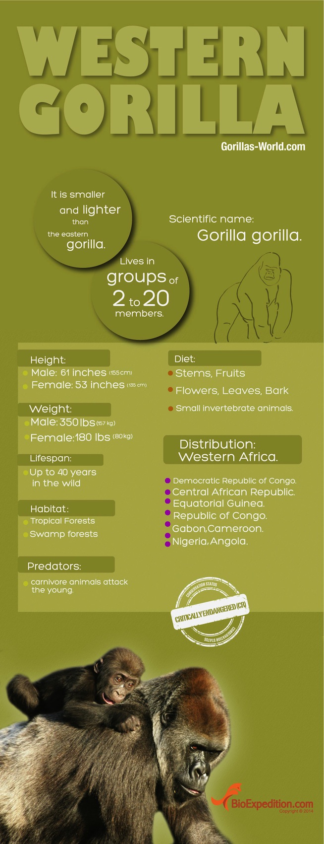 Western_Gorilla copia
