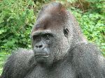 Western Gorilla Close Up