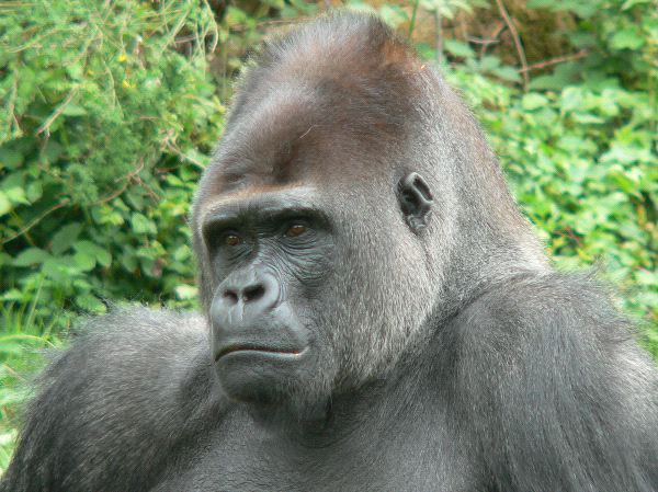 Western Gorilla Close Up