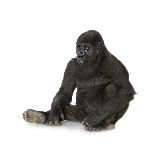 Young Silverback Gorilla