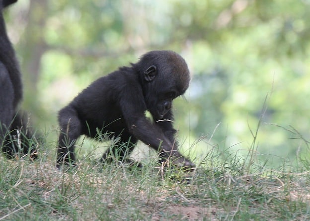 Hábitos reproductivos de los gorilas