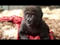 bebe_gorila
