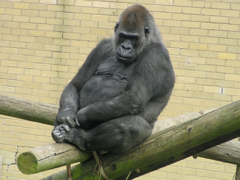 Gorilas en zoológicos.