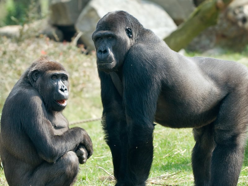Ancestors of gorillas.