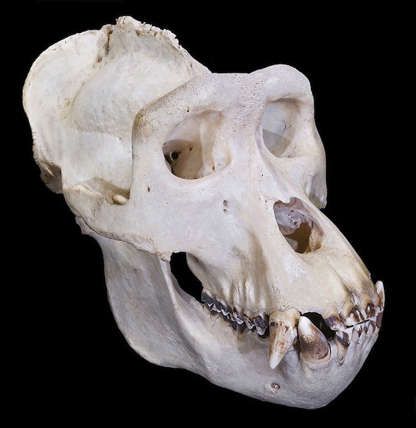 Anatomía interna de los gorilas.