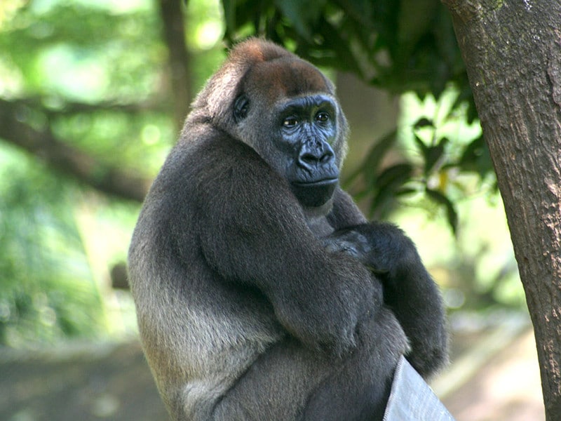 Datos sobre el gorila occidental del río Cross.