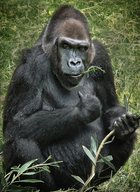 Dieta de los gorilas