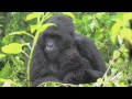 endangered