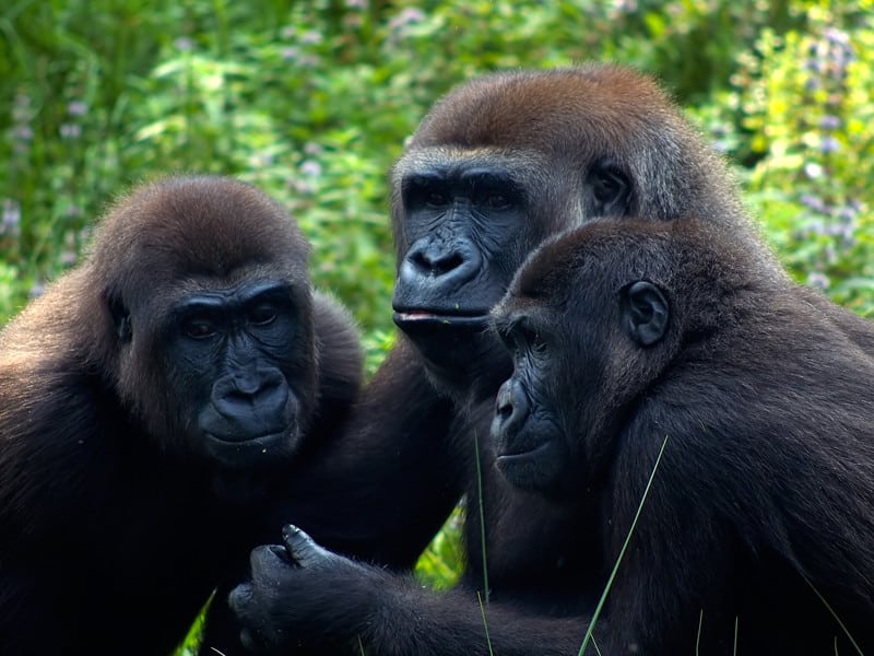 Comportamiento social de los gorilas.