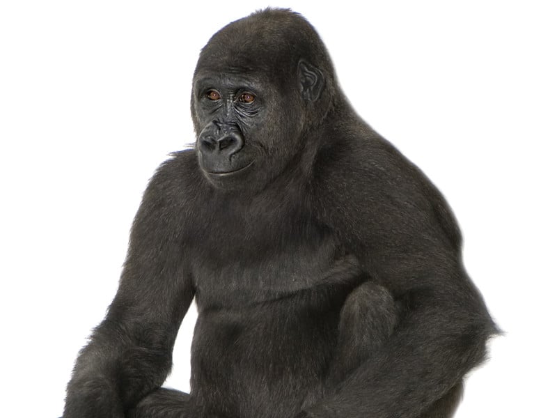 Proceso evolutivo de los gorilas.