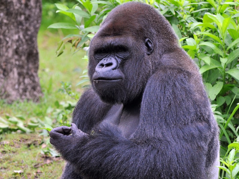 Curiosities about gorillas.