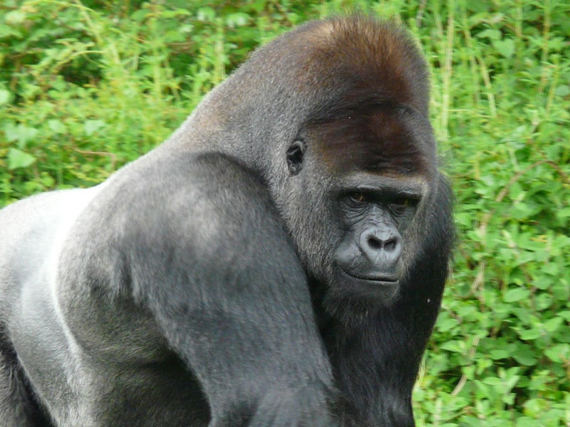 Información sobre el gorila occidental.