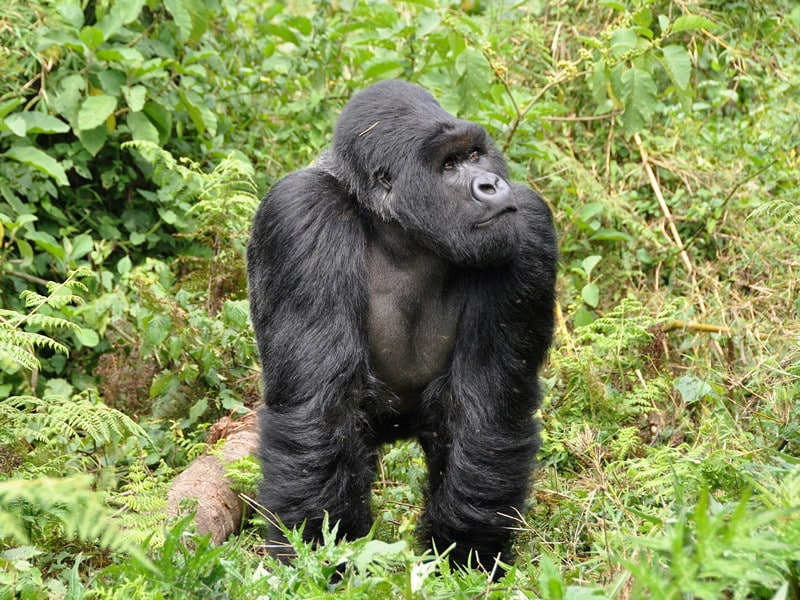 Información sobre el gorila oriental.