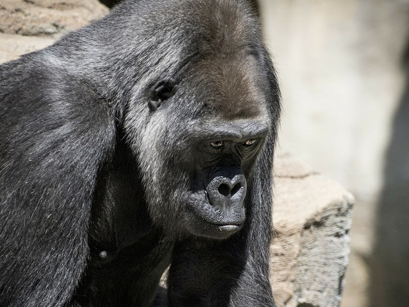 Gorilas contra el cambio climático.