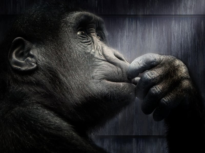 Gorilas en vías de la extinción.