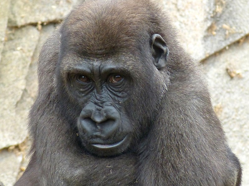 Save the Gorilla.