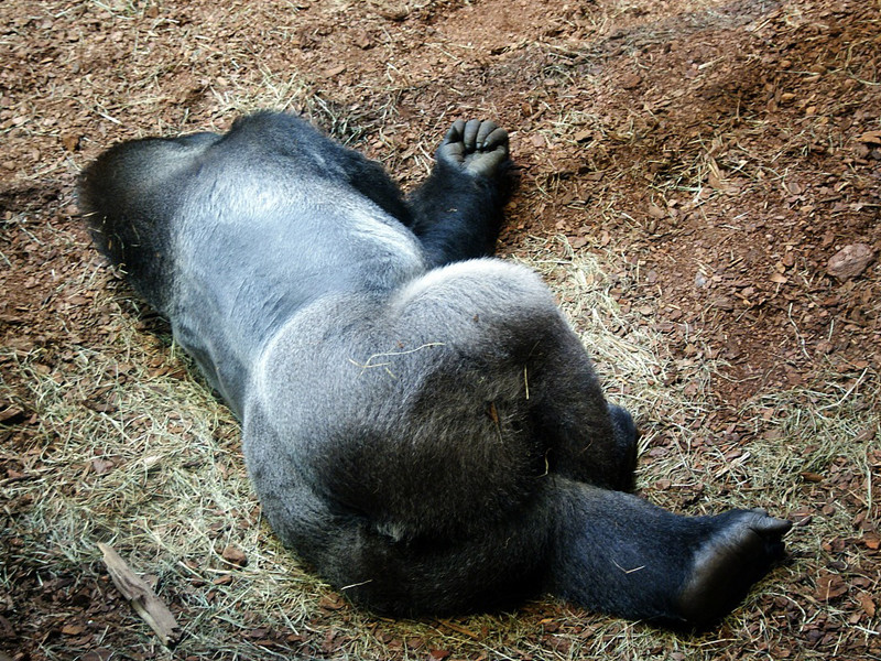 Gorilla killings.