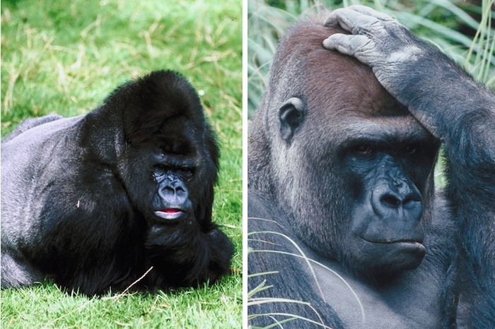 Types of gorillas.
