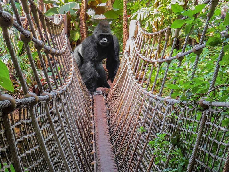 Facts about gorillas and humans.
