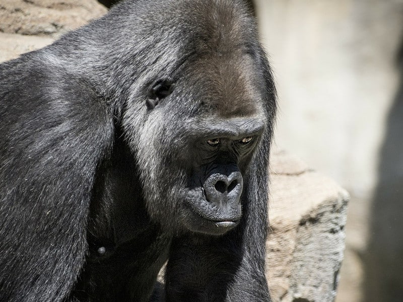 Gorillas and climate change.