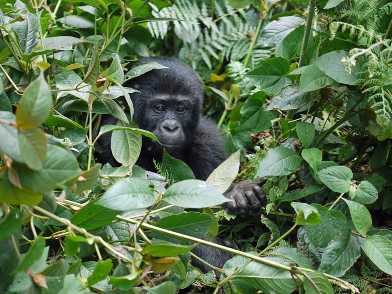 Gorillas in forests and swamps.