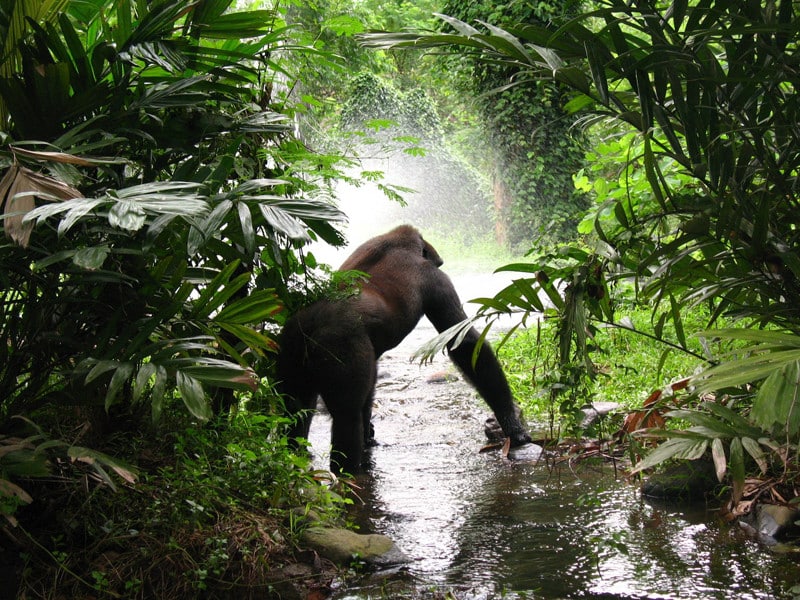 Gorillas habitat.
