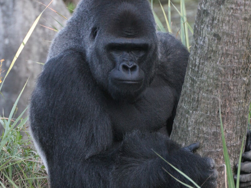 Quick facts about gorillas.