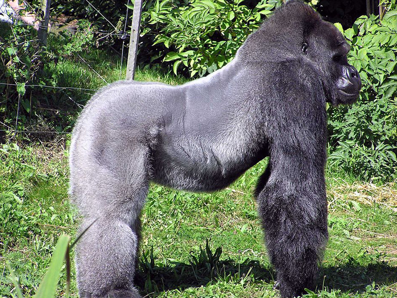 Western lowland gorilla facts.